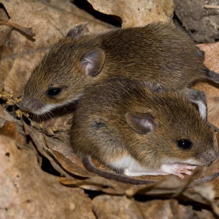 Уничтожения мышей в частном доме в Нижнем Новгороде?