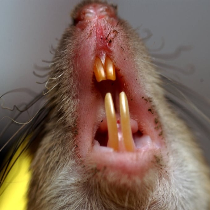 Дератизация крыс в Нижнем Новгороде?